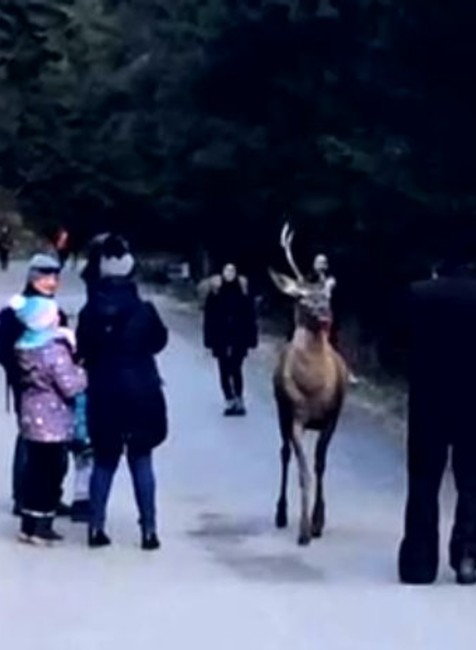 Tatranský jednorožec sa zatúlal do Poľska