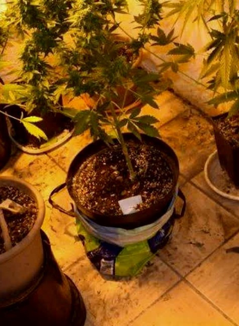 KN Pestovateľ marihuany4910