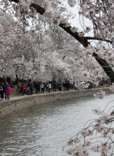 Washington, kvitnutie kvetov