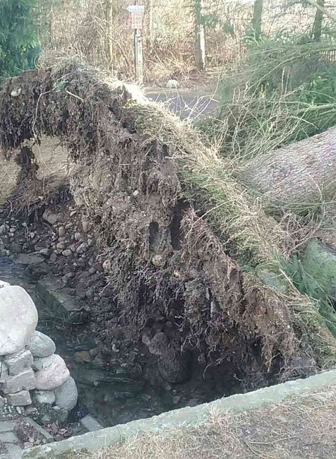 Silný vietor vyčíňal, lámal stromy 