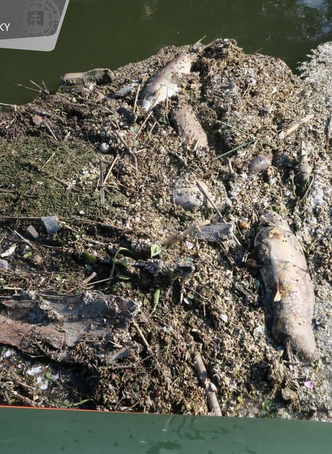 ÚHYN RÝB V MALOM DUNAJI (4)