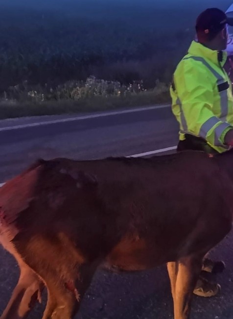 Kuriózna zrážka so zverou na Orave. Srna po nehode ostala na mieste 