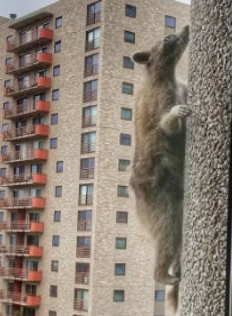 Medvedík čistotný.jpg