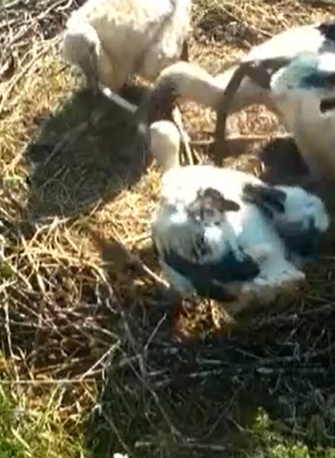 Silné daŹde v Liptove vytápajú bocianie hniezda. 