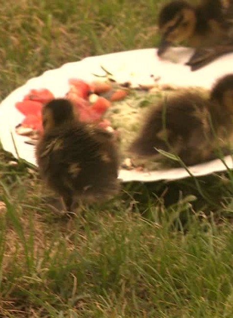 [multi] Kačky v Petržalke 1042