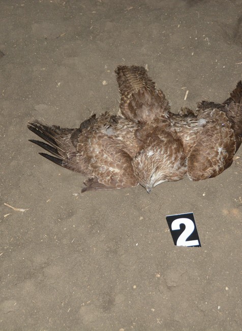 180323_otrava_dravce509701