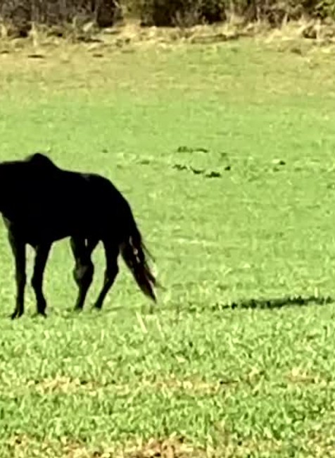 [multi] Združenie za práva zvierat chcelo zachrániť zraneného koňa. ŠVPS ho ale dala utratiť 2512