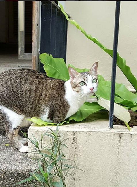 Kocúr Able bez nôh 8