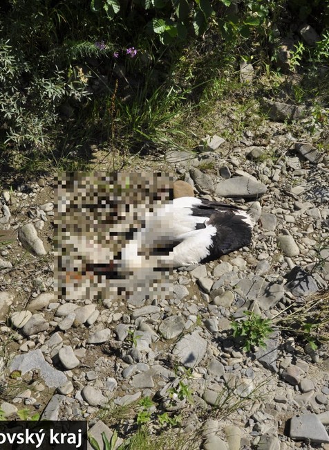 Ukameňovaný bocian 