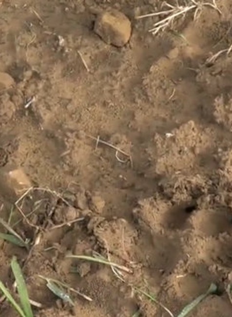 Vlci roztrhali tri ovce pri dome.