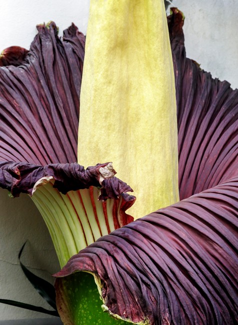 Raritný kvet v Botanickej záhrade