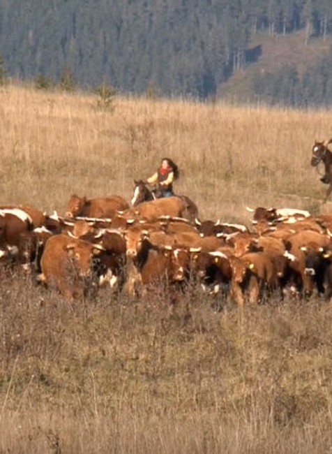 Slovenskí kovboji zháňajú kravy
