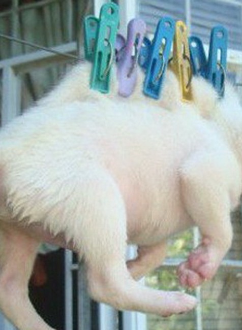 Šteniatko zavesené na štipce, Filipíny