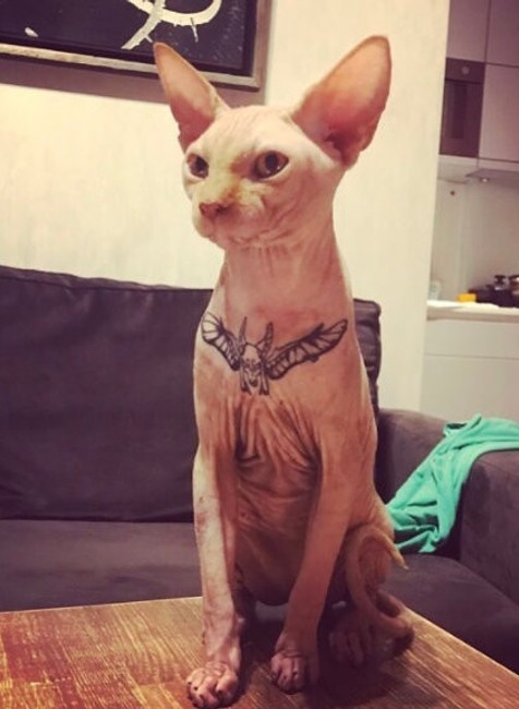 Potetovaná mačka.jpg