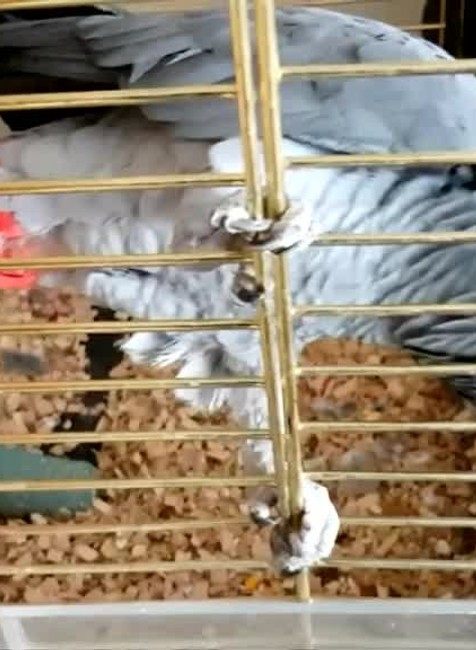 Papagáj napodobňoval zvuk požiarneho alarmu, do bytu o chvíľu vtrhli hasiči319