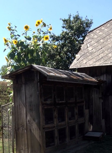 5metrová slnečnica