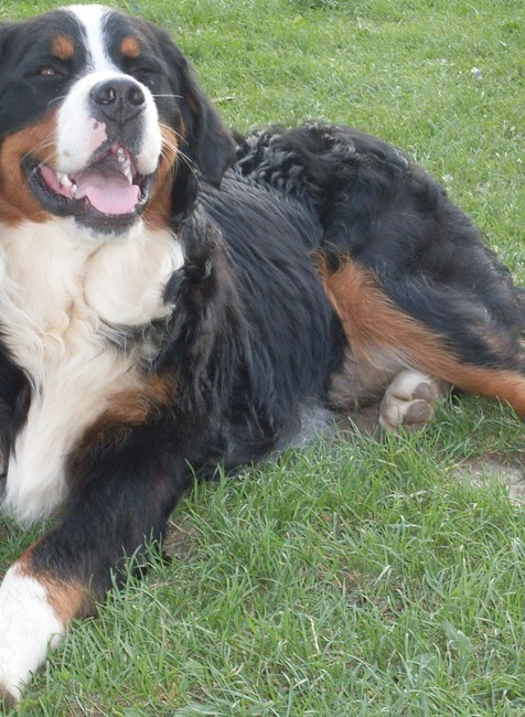 Bernský salašnícky pes, stratený pes vo Veľkom Šariši sirka