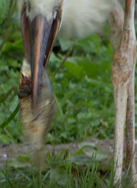 bocian ako konzumuje potravu