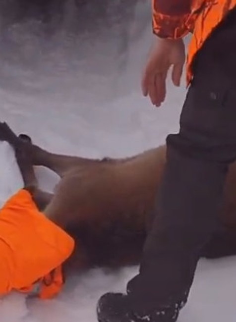  Záchranná akcia na vodnej nádrži. Jelenča uviazlo na zamrznutej hladine