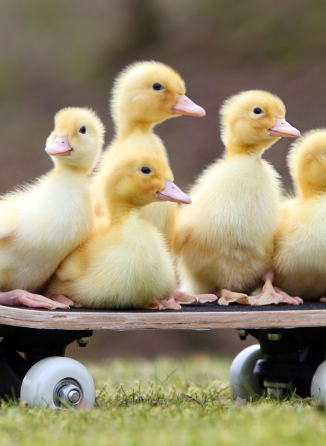 kaciatka na skateboarde