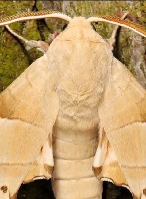 Lesy SR plánujú letecký postrek proti motýľom. Nebezpečný môže byť aj pre ľudí