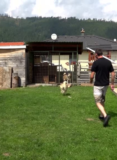 Susedský spor pre dvoch psov sa vyhrotil. Do obce museli prísť pracovníci Regionálnej veterinárnej a potravinovej správy