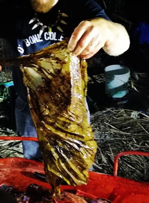 Na Filipínach oceán vyplavil veľrybu. V žalúdku mala 40 kíl plastového odpadu