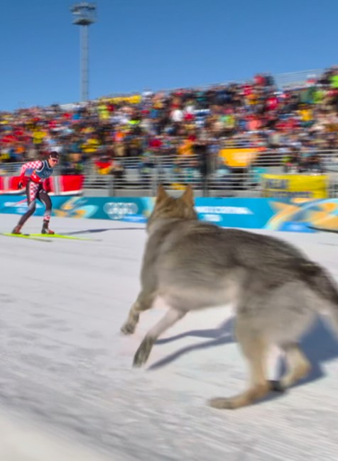 Pes na trati počas behu na lyžiach