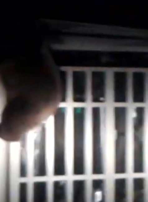 Už niekoľko rokov sa obyvatelia Vysokých Tatier márne sťažujú na premnožený počet medveďov, situácia sa podľa mesta zhoršuje 