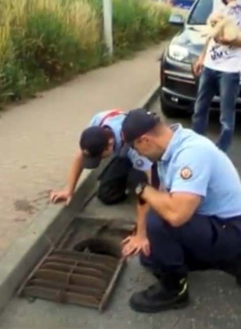 Záchrana kačiek v Banskej Bystrici 