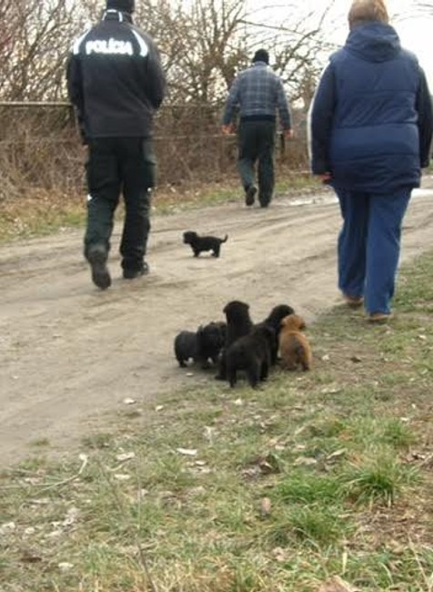 Záchrana šteniatok políciou.jpg