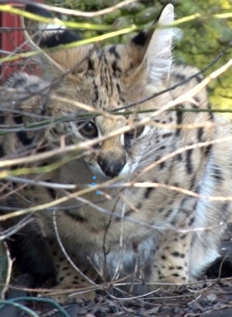 V Zobore sa začalo pátranie po jednej z najdrahších šeliem sveta