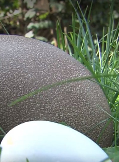 Vajce pštrosa a sliepky