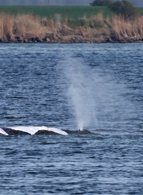 Germany_Whale_Rescue269964