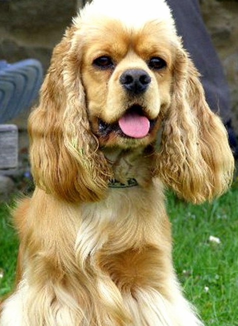 Kokeršpaniel americký Lukasik Košice stratený