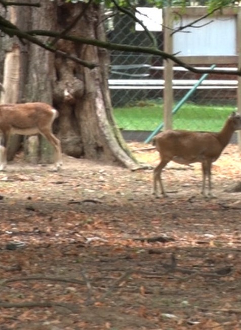 V Nitre uhynul Daniel škvrnitý