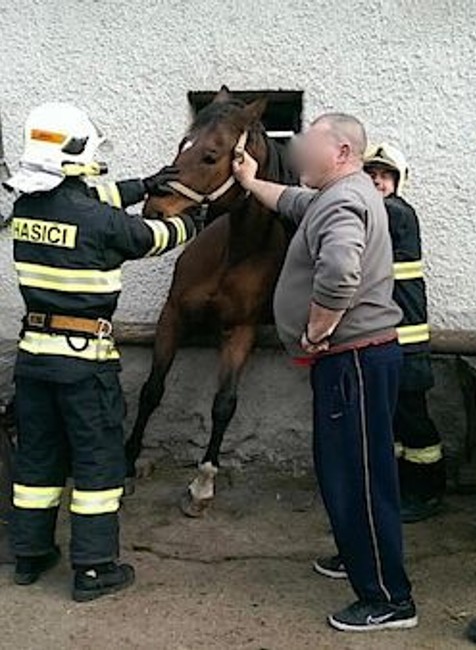 kôň zaseknutý v okne