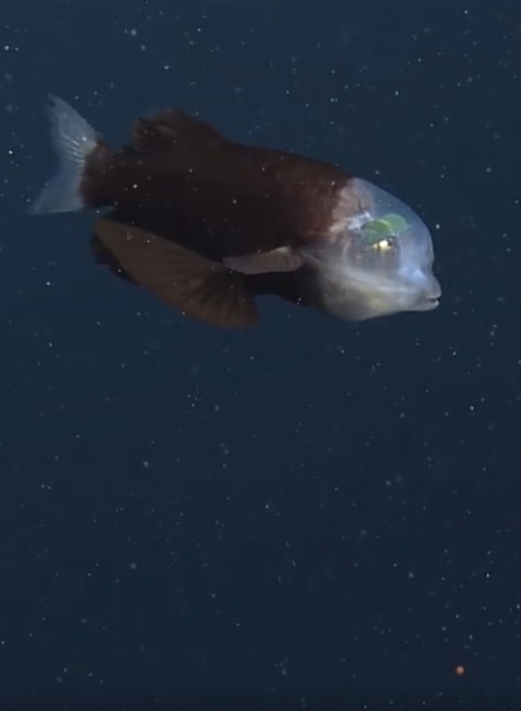 Ryba s priesvitnou hlavou