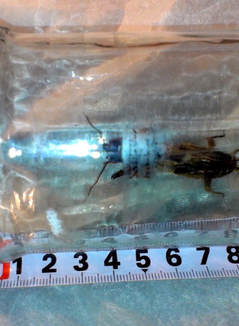 Medvedík obyčajný Jakubova Voľa škodca krtonôžka