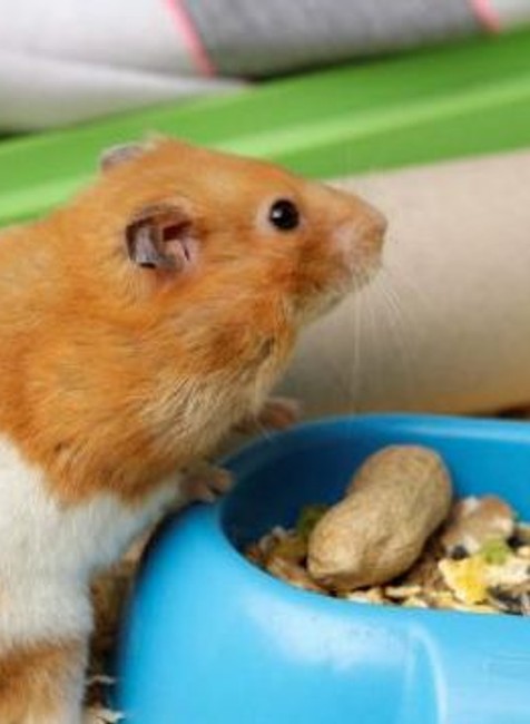 Škrečok Tink Ježiško ožil vstal z mŕtvych smrť hrob