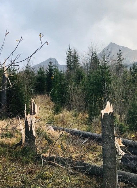 vietor, Ždiar, polámané stromy