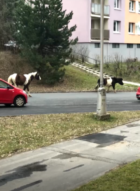 Koník a poník na sídlisku
