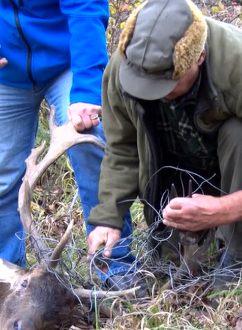 Poľovníci zachraňovali dvoch danielov. Vysileným zvieratám pomohli v poslednej chvíli