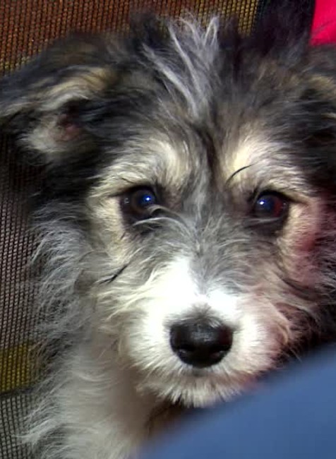 [multi] Vyhodene steniatka za dedinou 8683