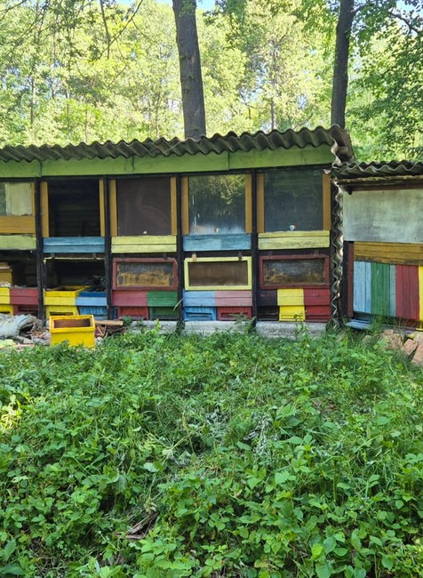 Medveď zničil úle (1)