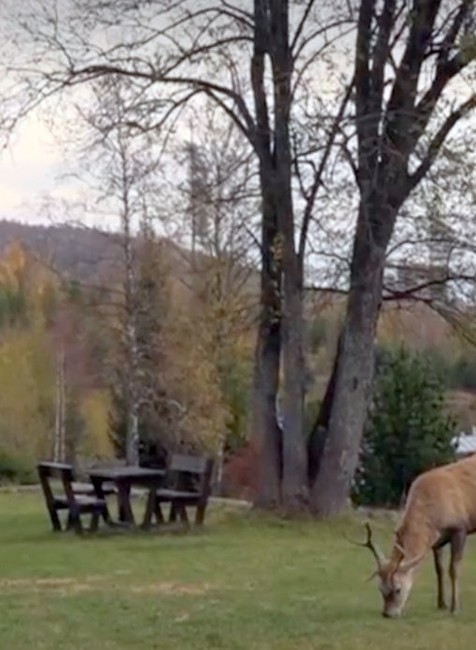 Psi a mačky sú súčasťou domácností. Tatranci si ale začínajú zvykať aj na jelene či medvede