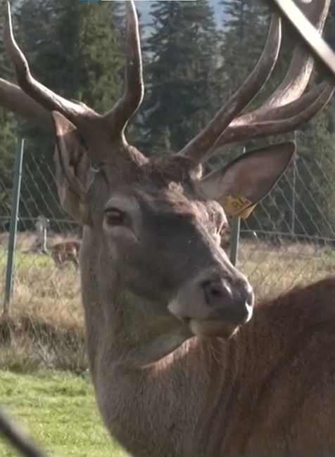 Polepšovňa pre jelene