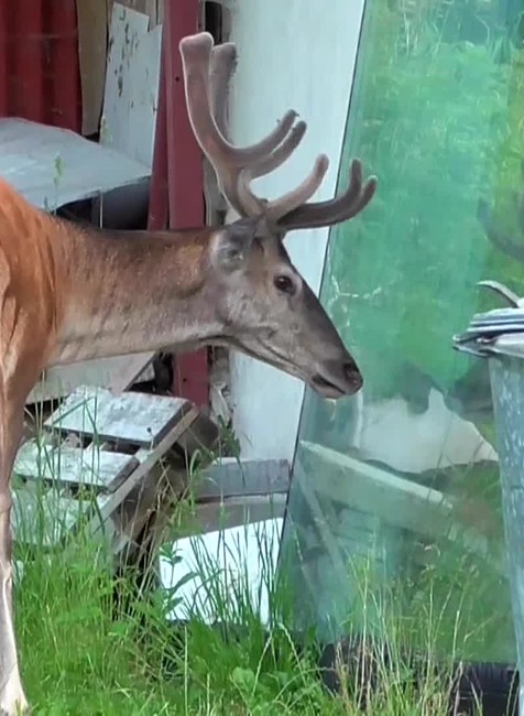 [multi] Jelen Karol 827