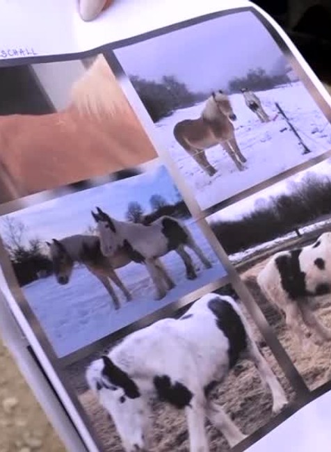 [multi] Na severovýchode zrejme pôsobí organizovaná skupina zlodejov koní. Naraz ukradli až desať zvierat 1334