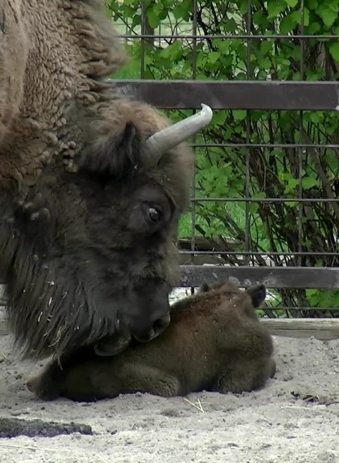 [multi] Zubrica 5677